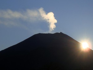 Sedih! Anggrek Hutan Lindung Gunung Slamet Banyak Dijarah Pencuri