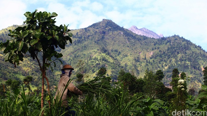 Kebakaran Hutan Terjadi di Lereng Gunung Merbabu