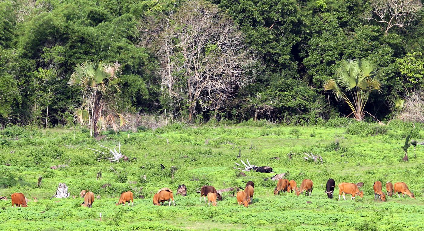 Banyuwangi kaya akan potensi wisata alamnya. Salah satu yang menjadi jujugan wisatawan adalan Taman Nasional Alas Purwo dan Pantai Plengkung. Beragam satwa liar yang dilindungi masih banyak dijumpai. File/detikFoto.