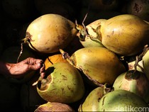 Luas Kebun Kelapa RI Diperkirakan Bertambah, Pangsa Pasarnya China-Malaysia