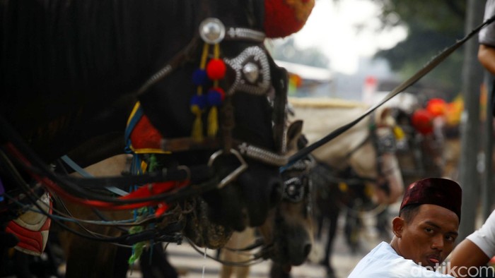 Ahok: Kuda Delman Penyakitan dari Monas Ditolak Ragunan