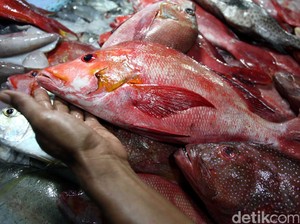 Tahun Lalu RI Impor Ikan Kembung dari Malaysia, Sekarang Tak Lagi