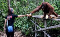 Yuk, kita sayangi orangutan (Ari Saputra/detikTravel)