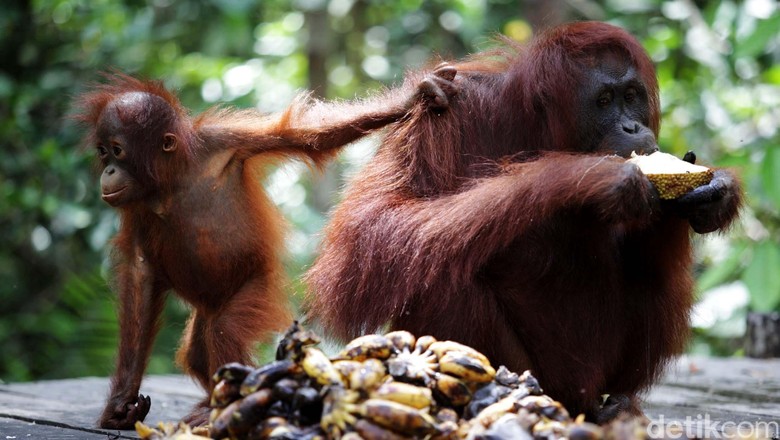 Keluarga orangutan terlihat lahap saaat sarapan dengan memakan buah-buahan yang disediakan di Taman Nasional Tanjung Puting, Kalimantan Tengah, Rabu (14/11). Populasi orangutan dikawasan ini lebih dari 250 ekor. File/detikFoto.