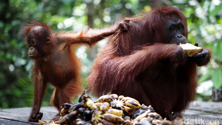 Orangutan di Taman Nasional Tanjung Puting Keluarga orangutan terlihat lahap saaat sarapan dengan memakan buah-buahan yang disediakan di Taman Nasional Tanjung Puting, Kalimantan Tengah, Rabu (14/11). Populasi orangutan dikawasan ini lebih dari 250 ekor. File/detikFoto.