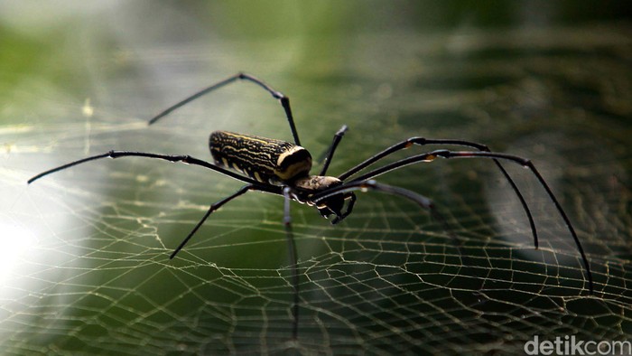 Detik bersama dua pengamat burung dan pengemar fotografi alam liar menembus kabut hutan Bukit Cendana, Lereng Gunung Slamet, Sabtu (18/9/2012). Melihat spesies capung dan laba-laba di lereng Gunung Slamet. File/detikFoto.