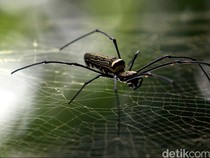 Ada Banyak Sarang Laba-laba di Rumah? Coba Bersihkan Pake Cara Ini