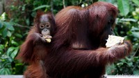 Taman Nasional Tanjung Puting di Kalimantan Tengah. Di sini kamu bisa melihat dan mengenal kehidupan orangutan lebih dekat (Ari Saputra/detikFoto)