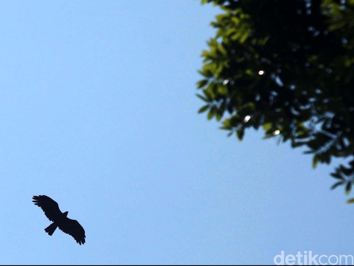 Detik bersama dua pengamat burung dan pengemar fotografi alam liar menembus kabut hutan Bukit Cendana, Lereng Gunung Slamet, Sabtu (18/9/2012). Pagi itu kami berniat mengamati elang Jawa dan elang alap Cina.