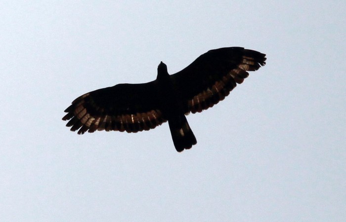 Detik bersama dua pengamat burung dan pengemar fotografi alam liar menembus kabut hutan Bukit Cendana, Lereng Gunung Slamet, Sabtu (18/9/2012). Pagi itu kami berniat mengamati elang Jawa dan elang alap Cina.