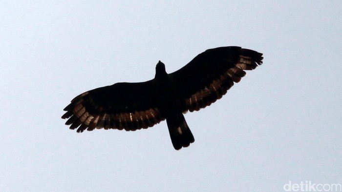 Polisi Belanda Latih Elang untuk Memburu Drone Nakal