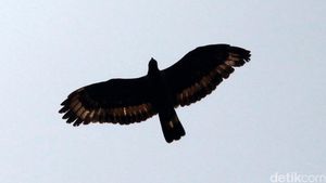 6 Burung Tercepat di Dunia, Nomor Satu Bisa Mencapai 389 Km/Jam