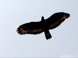 Lagu Manuk Dadali, Lirik Lengkap dan Artinya
