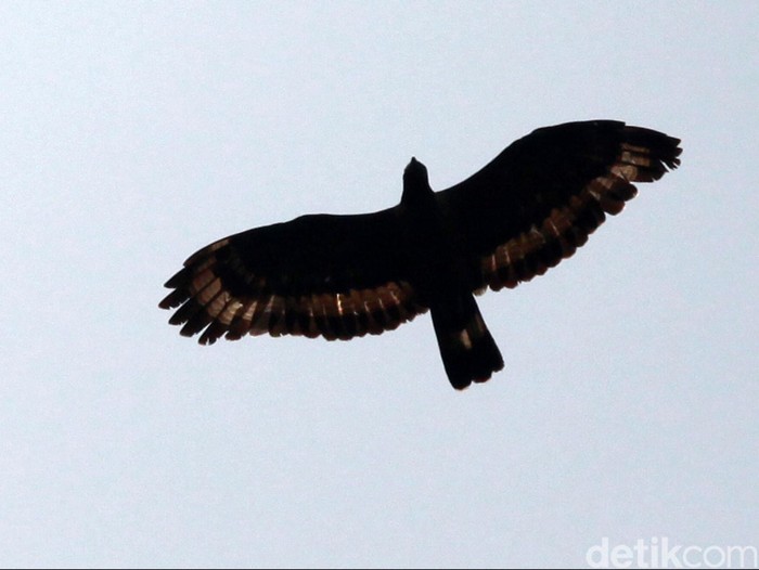 Detik bersama dua pengamat burung dan pengemar fotografi alam liar menembus kabut hutan Bukit Cendana, Lereng Gunung Slamet, Sabtu (18/9/2012). Pagi itu kami berniat mengamati elang Jawa dan elang alap Cina.