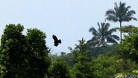 Dua partai ini sama-sama berlambang burung garuda. Namun gambaran burung garuda di lambang partai masing-masing memang berbeda, bisa dilihat walau hanya dengan sekilas pandang. Ilustrasi: Elang Jawa yang sering diasosiasikan dengan garuda perlambang Pancasila (Agung Pambudhy/detikcom)
