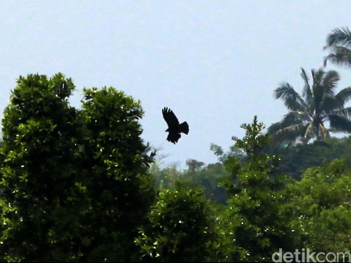 Detik bersama dua pengamat burung dan pengemar fotografi alam liar menembus kabut hutan Bukit Cendana, Lereng Gunung Slamet, Sabtu (18/9/2012). Pagi itu kami berniat mengamati elang Jawa dan elang alap Cina.
