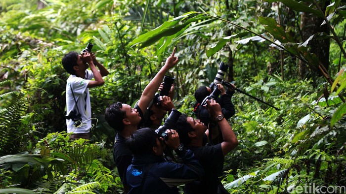 Detik bersama dua pengamat burung dan pengemar fotografi alam liar menembus kabut hutan Bukit Cendana, Lereng Gunung Slamet, Sabtu (18/9/2012). Pagi itu kami berniat mengamati elang Jawa dan elang alap Cina.