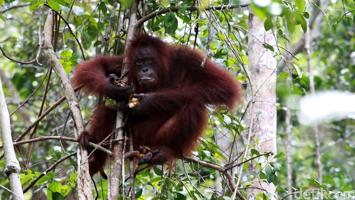 Keluarga orangutan terlihat lahap saaat sarapan dengan memakan buah-buahan yang disediakan di Taman Nasional Tanjung Puting, Kalimantan Tengah, Rabu (14/11). Populasi orangutan dikawasan ini lebih dari 250 ekor. File/detikFoto.