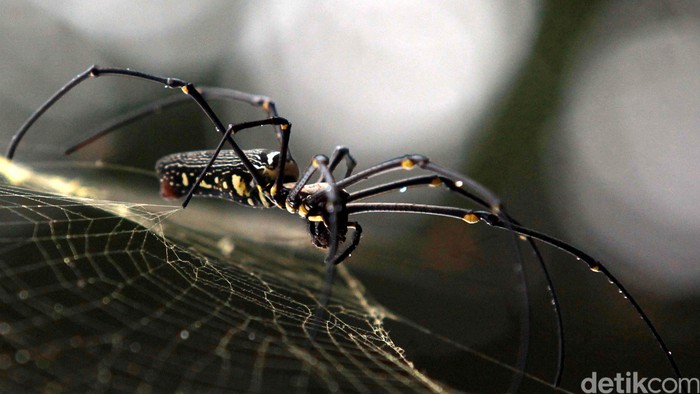 Detik bersama dua pengamat burung dan pengemar fotografi alam liar menembus kabut hutan Bukit Cendana, Lereng Gunung Slamet, Sabtu (18/9/2012). Melihat spesies capung dan laba-laba di lereng Gunung Slamet. File/detikFoto.
