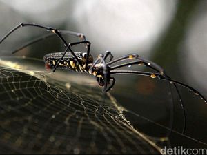 Mengapa Laba-laba Tak Terperangkap di Jaringnya Sendiri? Begini Alasannya