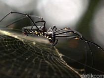 6 Cara Cegah Laba-laba Masuk Rumah