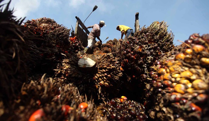 Pekerja melakukan bongkar muat kelapa sawit yang akan diolah menjadi minyak kelapa sawit Crude palem Oil (CPO) dan kernel di pabrik kelapa sawit Kertajaya, Malingping, Banten, Selasa (19/6). Dalam sehari pabrik tersebut mampu menghasilkan sekitar 160 ton minyak mentah kelapa sawit. File/detikFoto.