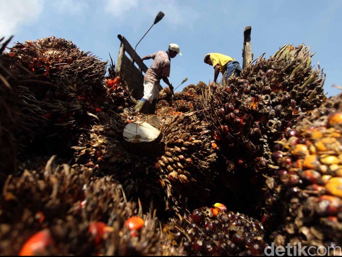 Pekerja melakukan bongkar muat kelapa sawit yang akan diolah menjadi minyak kelapa sawit Crude palem Oil (CPO) dan kernel di pabrik kelapa sawit Kertajaya, Malingping, Banten, Selasa (19/6). Dalam sehari pabrik tersebut mampu menghasilkan sekitar 160 ton minyak mentah kelapa sawit. File/detikFoto.