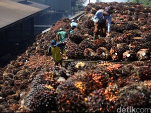 Sertifikasi Lahan Sawit Masih Minim, Pengamat Sarankan Ini
