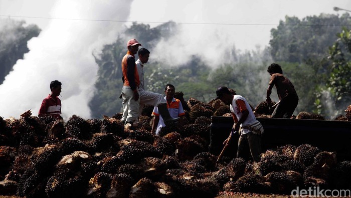 Pekerja melakukan bongkar muat kelapa sawit yang akan diolah menjadi minyak kelapa sawit Crude palem Oil (CPO) dan kernel di pabrik kelapa sawit Kertajaya, Malingping, Banten, Selasa (19/6). Dalam sehari pabrik tersebut mampu menghasilkan sekitar 160 ton minyak mentah kelapa sawit. File/detikFoto.