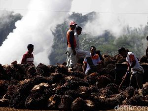 Ini Caranya Supaya Kebun Sawit Tak Rusak Lahan Gambut