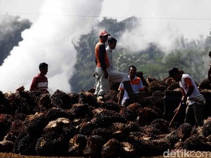 Di APEC Nanti, Indonesia Akan Bahas Soal Sawit dan Kerja Sama Maritim