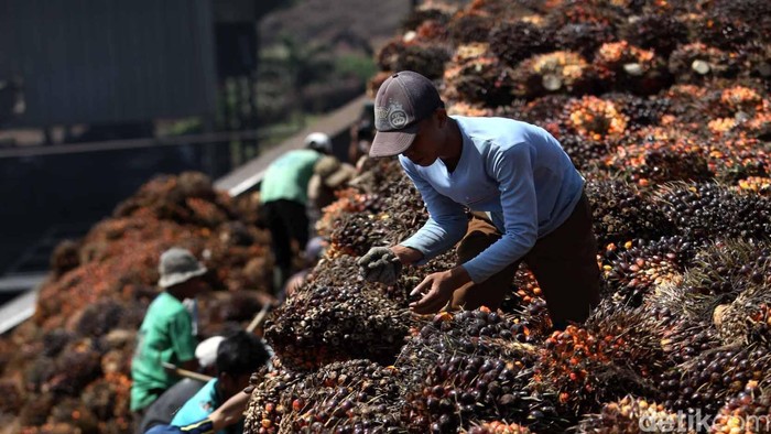 Pekerja melakukan bongkar muat kelapa sawit yang akan diolah menjadi minyak kelapa sawit Crude palem Oil (CPO) dan kernel di pabrik kelapa sawit Kertajaya, Malingping, Banten, Selasa (19/6). Dalam sehari pabrik tersebut mampu menghasilkan sekitar 160 ton minyak mentah kelapa sawit. File/detikFoto.