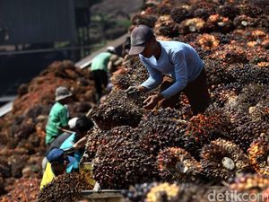 Jokowi Larang Ekspor Sawit, Ini Negara yang Bakal Kebakaran Jenggot