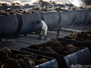 Produksi CPO Anjlok, Ternyata Ini Biang Keroknya