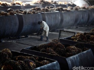 Produksi CPO Anjlok, Ternyata Ini Biang Keroknya