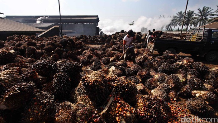 Pekerja melakukan bongkar muat kelapa sawit yang akan diolah menjadi minyak kelapa sawit Crude palem Oil (CPO) dan kernel di pabrik kelapa sawit Kertajaya, Malingping, Banten, Selasa (19/6). Dalam sehari pabrik tersebut mampu menghasilkan sekitar 160 ton minyak mentah kelapa sawit. File/detikFoto.