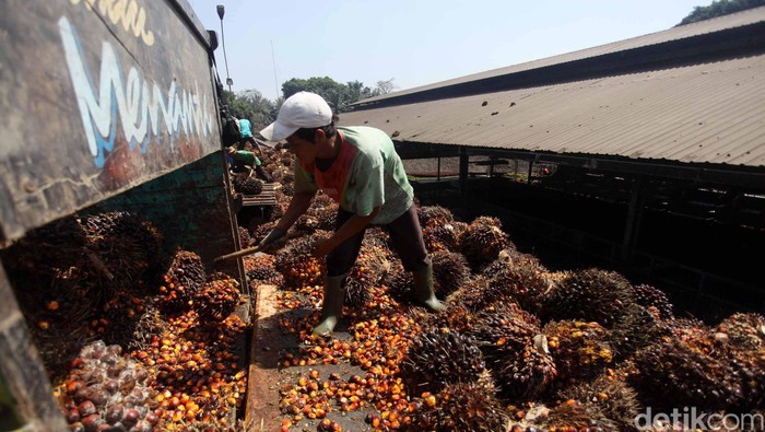Pekerja melakukan bongkar muat kelapa sawit yang akan diolah menjadi minyak kelapa sawit Crude palem Oil (CPO) dan kernel di pabrik kelapa sawit Kertajaya, Malingping, Banten, Selasa (19/6). Dalam sehari pabrik tersebut mampu menghasilkan sekitar 160 ton minyak mentah kelapa sawit. File/detikFoto.
