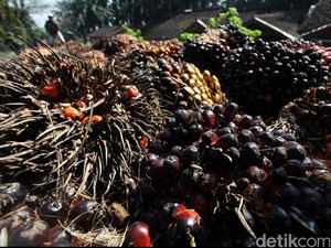 Sentimen Terbaru Sektor Minyak Sawit