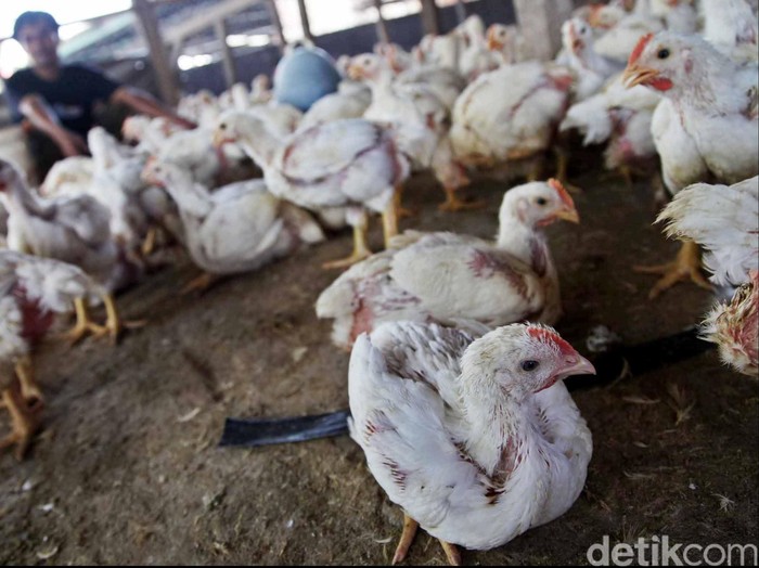 BUMN Berencana Masuk ke Bisnis Peternakan Ayam