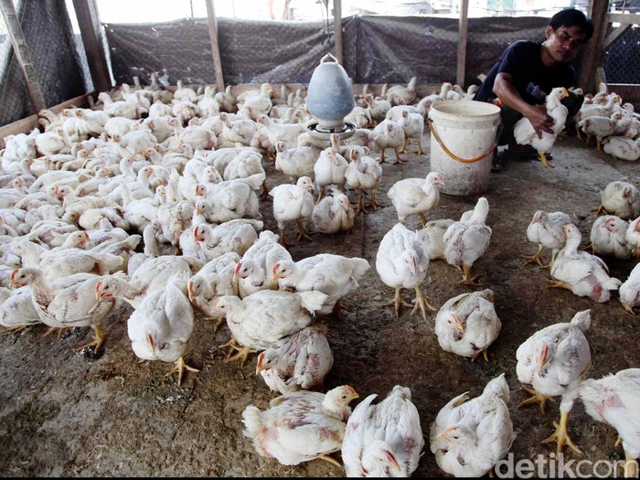 Wabah Flu Burung Serang Niger, 86.000 Unggas Mati