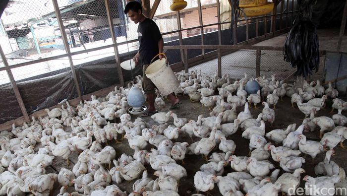 Alamat Peternak Ayam Petelur Di Bandung