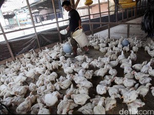 Peternak: Harga Ayam di Kandang Rp 15.000/Kg, di Pedagang Jadi Rp 30.000/Kg