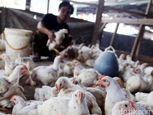 Harga Pakan Naik Gara-gara Dolar AS Rp 14.300, Ini Langkah Kementan