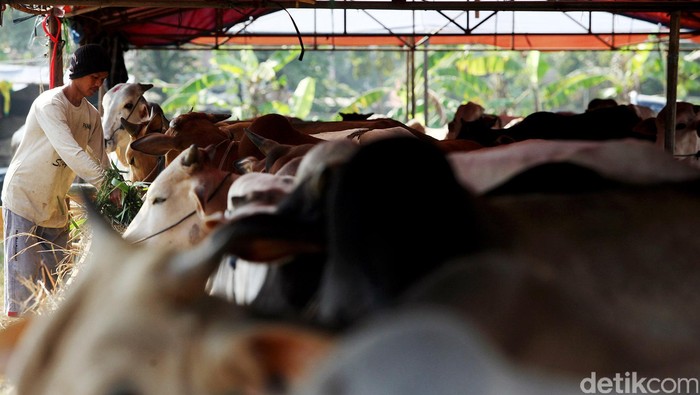 Mabes Polri Gerebek Tempat Penimbunan Sapi di Tangerang