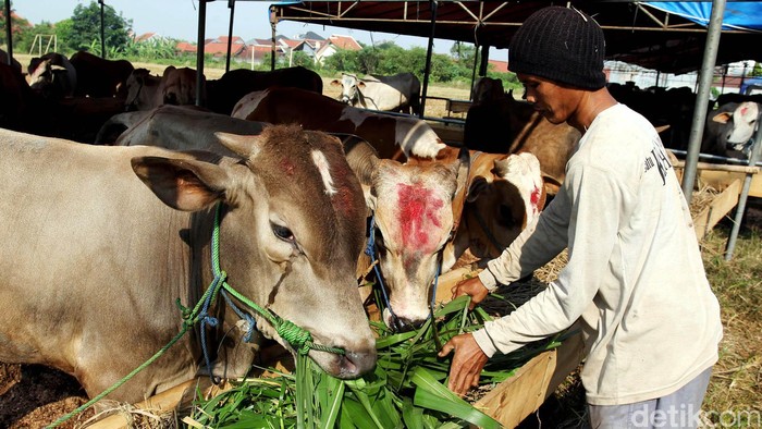 Polisi Duga Ada Permainan Importir di Balik Kelangkaan Daging Sapi