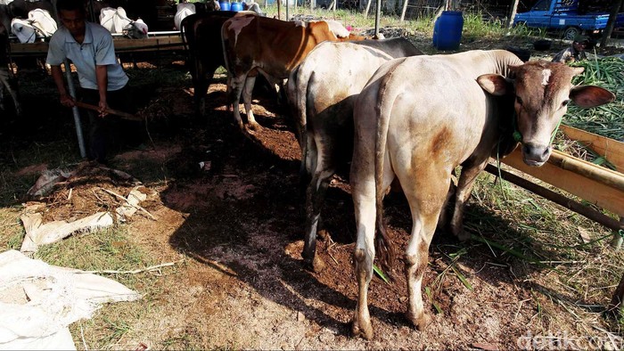 4 Kerbau Mati Misterius di Kudus, Polisi Turun Tangan