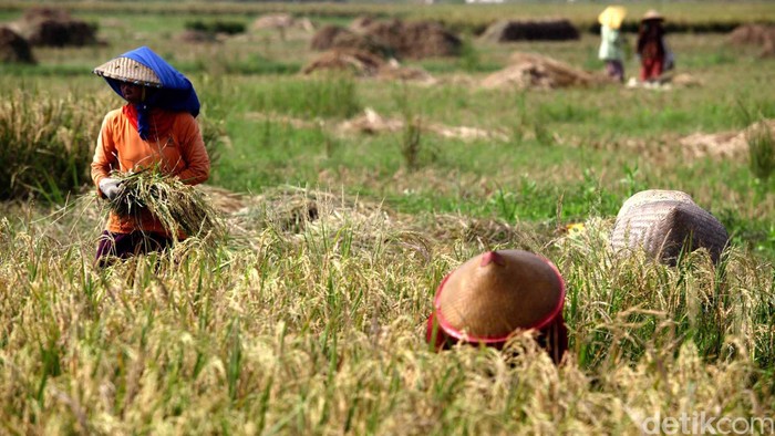 Petani memanen padinya di kawasan Suka Tenang, Babelan, Bekasi, Jawa Barat, Rabu (9/5/12). File/detikFoto.