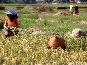 2,4 Juta Petani Miskin Bakal Dapat Bantuan Rp 600.000