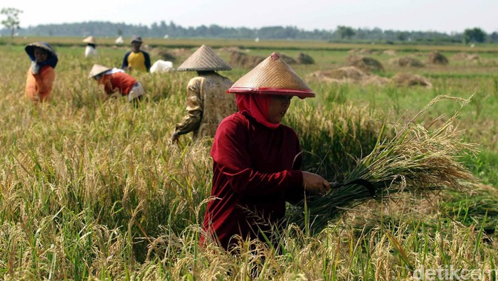 Petani memanen padinya di kawasan Suka Tenang, Babelan, Bekasi, Jawa Barat, Rabu (9/5/12). File/detikFoto.