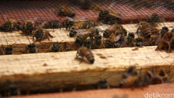 Sengat Lebah Usir Penyakit Apitherapy atau terapi lebah merupakan pengobatan yang menggunakan produk-produk lebah seperti royal jelli, bee polen, propolis dan madu dan racun lebah. Kandungan nutrisi dalam produk-produk lebah dipercaya dapat membantu meningkatkan kondisi kesehatan tubuh, Rabu (7/12/13). File/detikFoto.